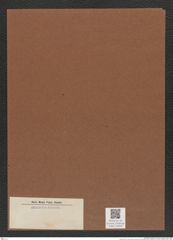 Diatomeae indet. Zeichnungen Sammlung Grunow Mappe 04049 (Herbarium_W_Grunow_drawings_Folder_04049)